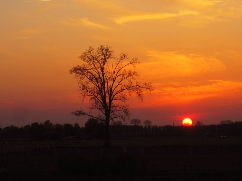 Silhouetted Tree at Sunset — Orange, Serene, Photograph, Sun, Sky