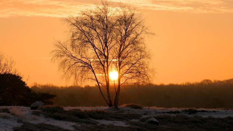 Silhouetted Tree at Sunset — Orange, Serene, Photograph, Sun, Sky, Trees, Frost