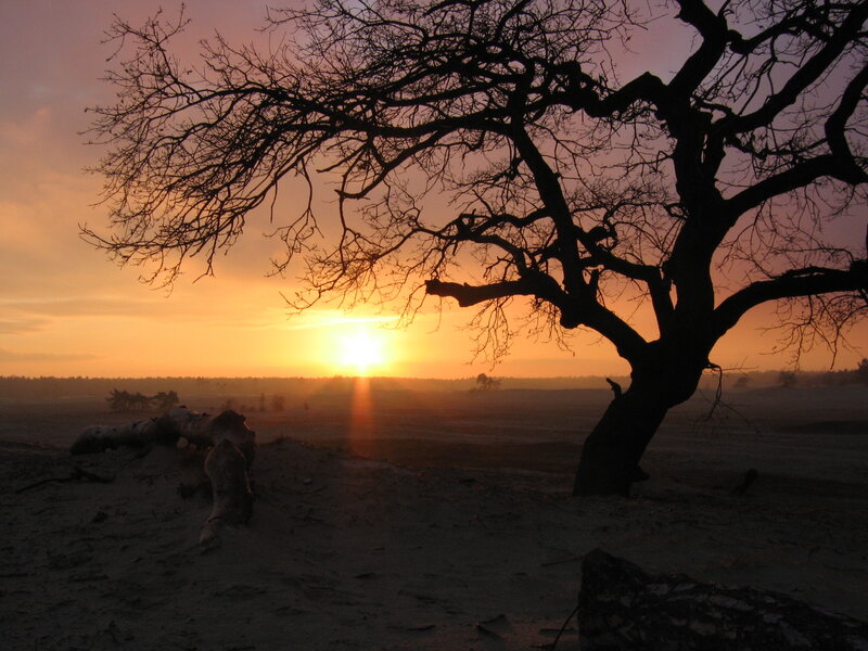 Silhouetted Tree at Sunset — Orange, Serene, Photograph, Sun