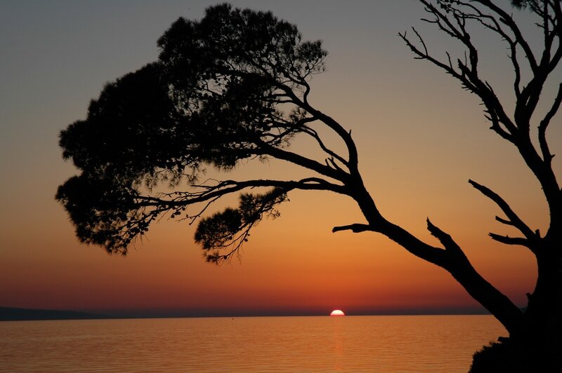 Silhouetted Tree at Sunset — Orange, Serene, Photograph, Sun, Water, Black