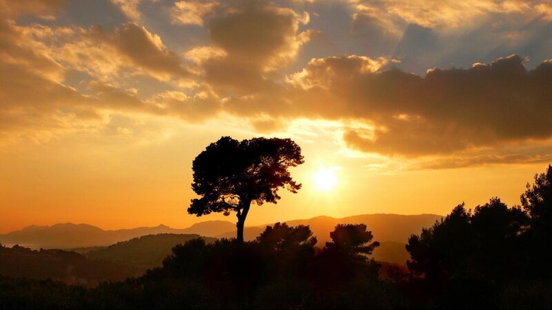 Silhouetted Tree at Sunset — Orange, Serene, Photograph