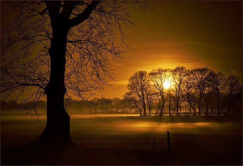 Silhouetted Tree at Sunset — Orange, Serene, Photograph, Trees