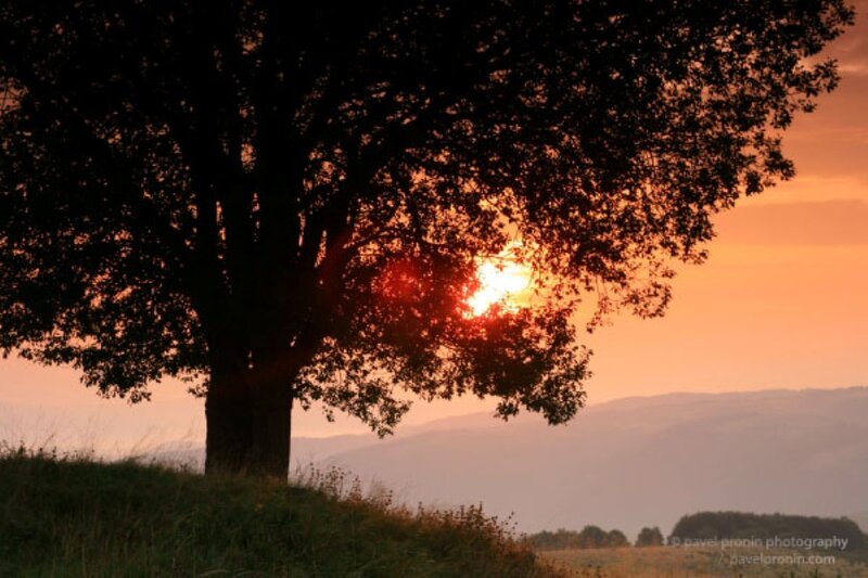 Silhouetted Tree at Sunset — Orange, Serene