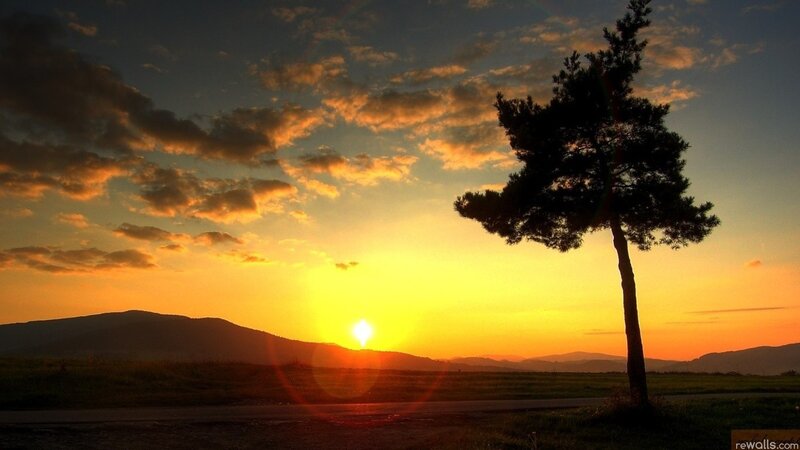 Silhouetted Tree at Sunset — Photograph
