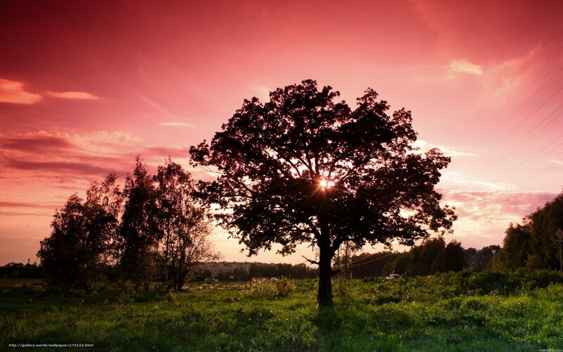 Silhouetted Tree at Sunset — Pink, Dramatic, Photograph