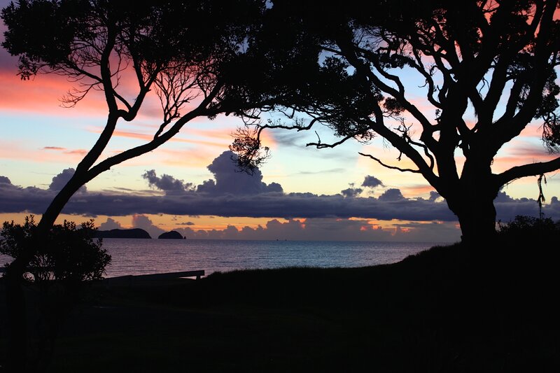 Silhouetted Tree at Sunset — Pink, Serene, Photograph, Ocean