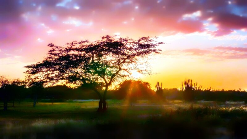Silhouetted Tree at Sunset — Pink, Serene, Photograph, Sky