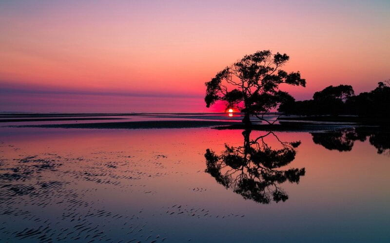 Silhouetted Tree at Sunset — Pink, Serene, Photograph, Sun