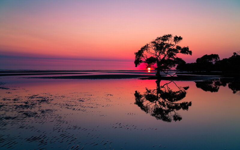 Silhouetted Tree at Sunset — Pink, Serene, Photograph
