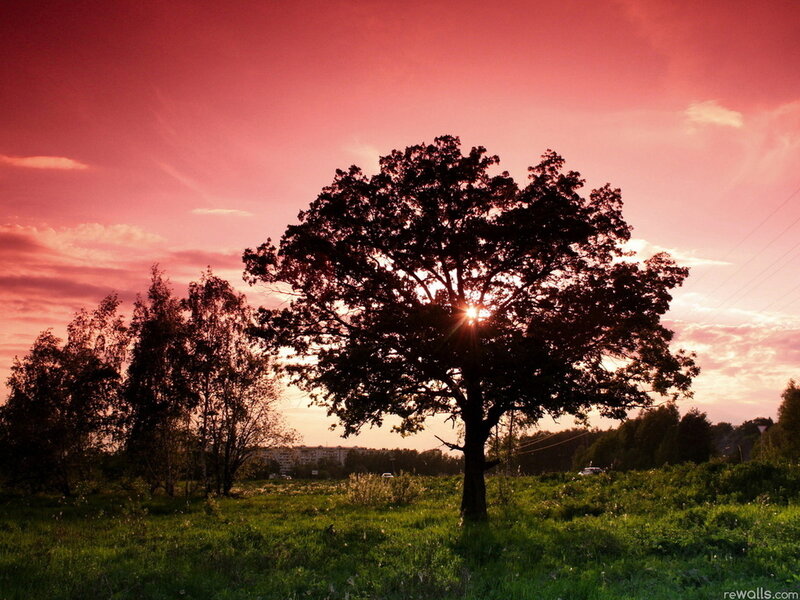 Silhouetted Tree at Sunset — Pink, Serene