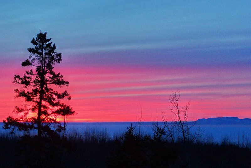 Silhouetted Tree at Sunset — Pink