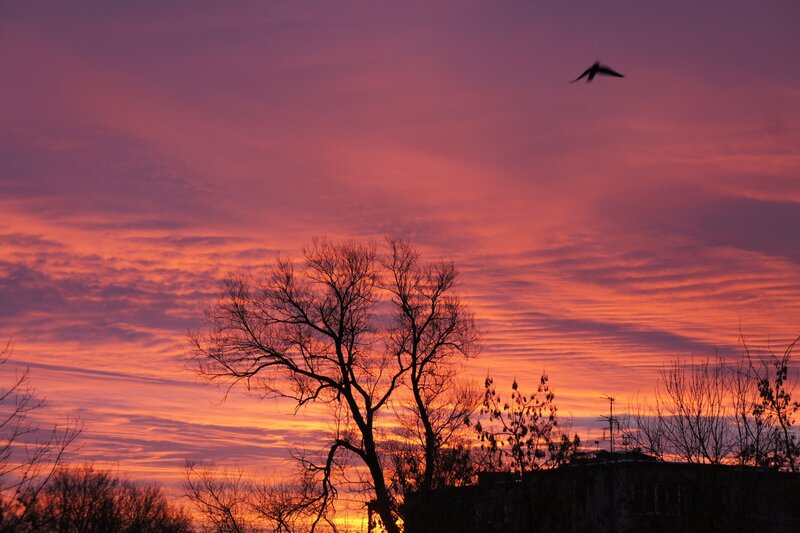 Silhouetted Tree at Sunset — Purple, Dramatic, Photograph, Bird, Sky