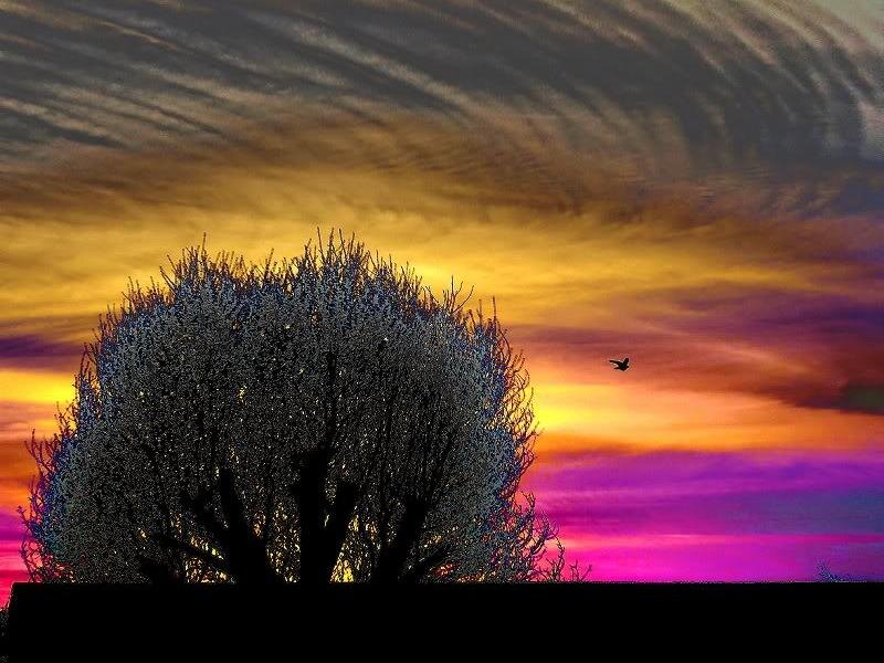 Silhouetted Tree at Sunset — Purple, Dramatic, Photograph, Bird