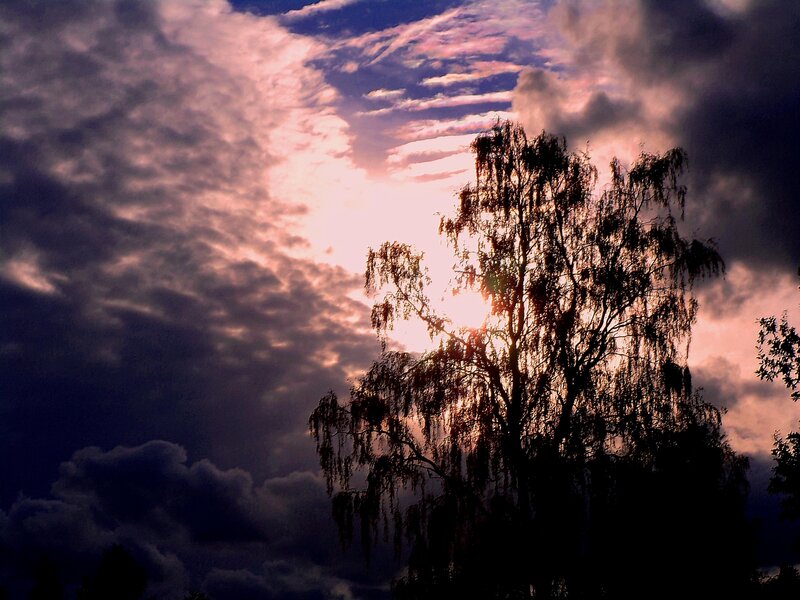 Silhouetted Tree at Sunset — Purple, Dramatic, Photograph, Clouds, Sun