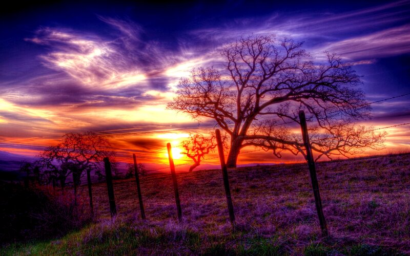 Silhouetted Tree at Sunset — Purple, Dramatic, Photograph, Fence