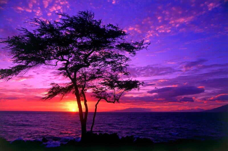 Silhouetted Tree at Sunset — Purple, Dramatic, Photograph, Ocean, Sky, Clouds