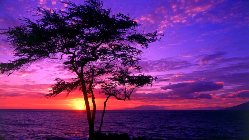 Silhouetted Tree at Sunset — Purple, Dramatic, Photograph, Ocean, Sky, Pink
