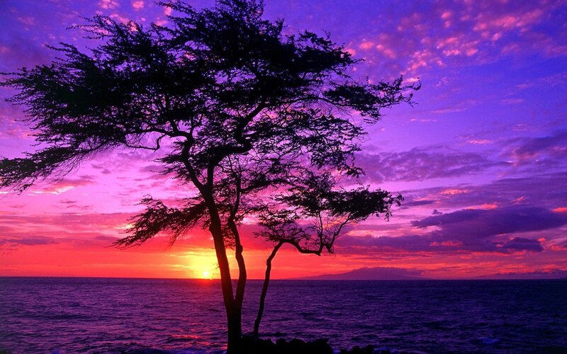 Silhouetted Tree at Sunset — Purple, Dramatic, Photograph, Ocean, Sky, Sun