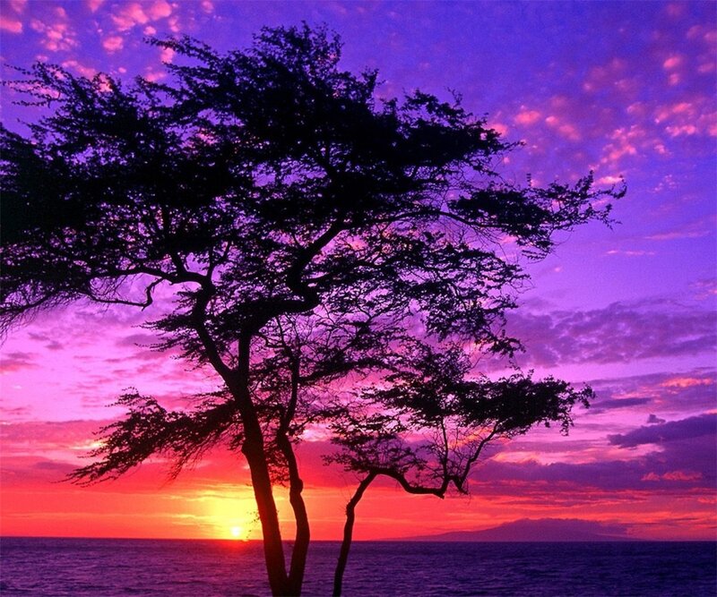 Silhouetted Tree at Sunset — Purple, Dramatic, Photograph, Ocean, Sky