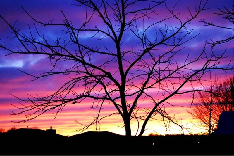 Silhouetted Tree at Sunset — Purple, Dramatic, Photograph, Sky, Clouds, Buildings