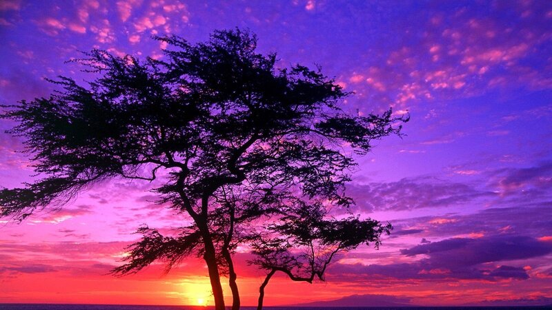 Silhouetted Tree at Sunset — Purple, Dramatic, Photograph, Sky, Clouds