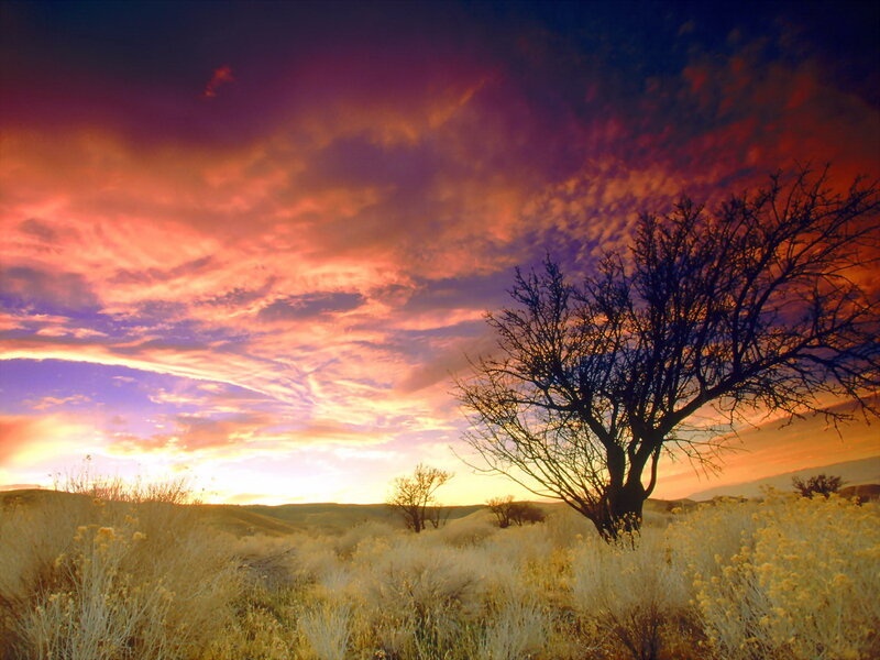 Silhouetted Tree at Sunset — Purple, Dramatic, Photograph, Sky, Hills
