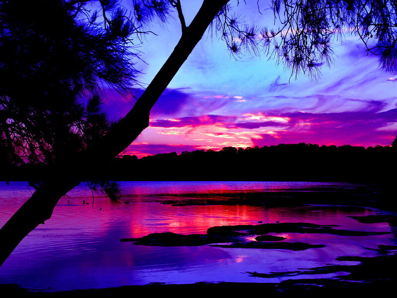 Silhouetted Tree at Sunset — Purple, Dramatic, Photograph, Sky