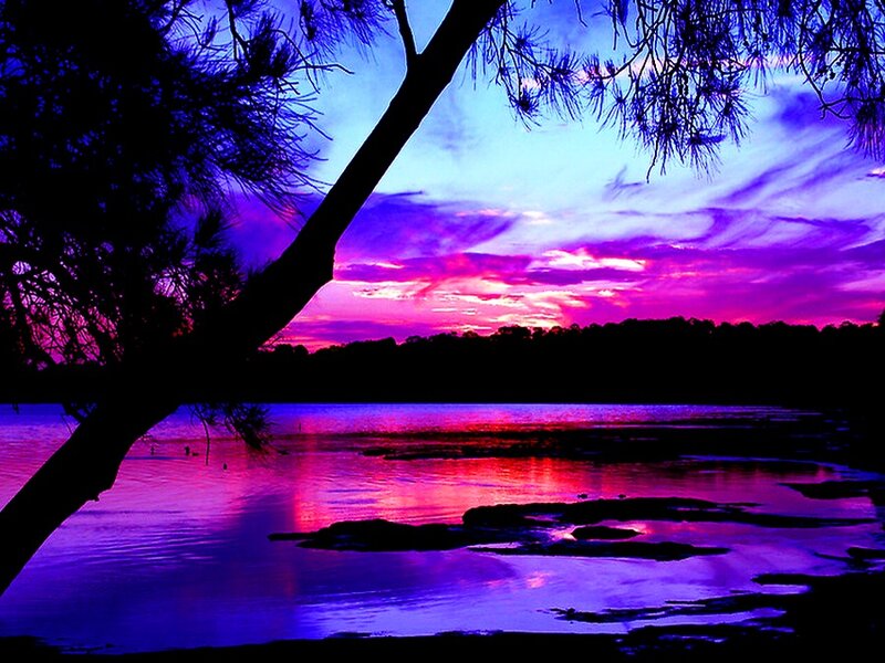 Silhouetted Tree at Sunset — Purple, Dramatic, Photograph, Sky, Water