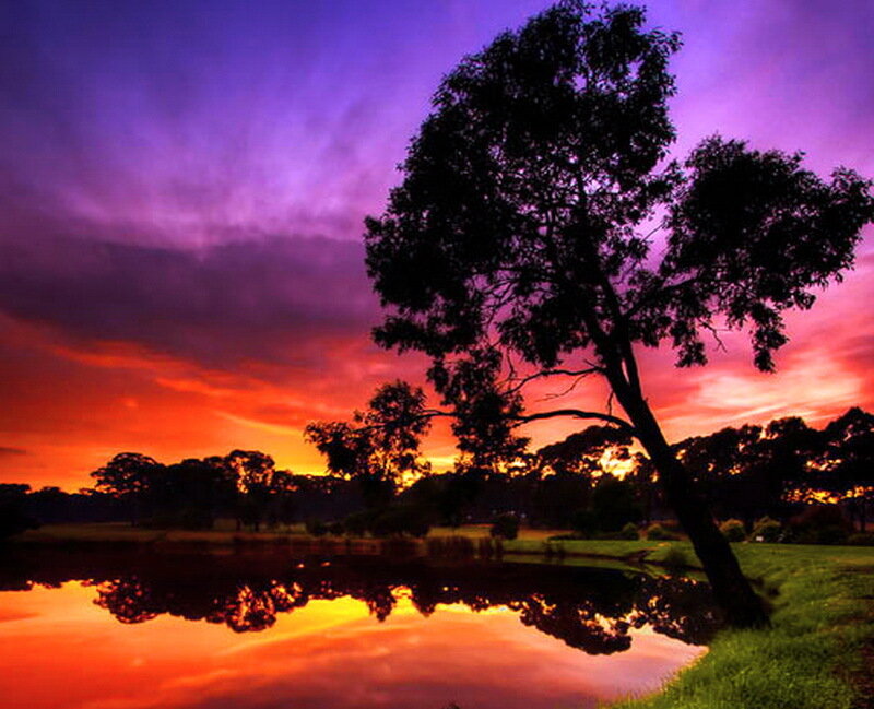 Silhouetted Tree at Sunset — Purple, Dramatic, Photograph