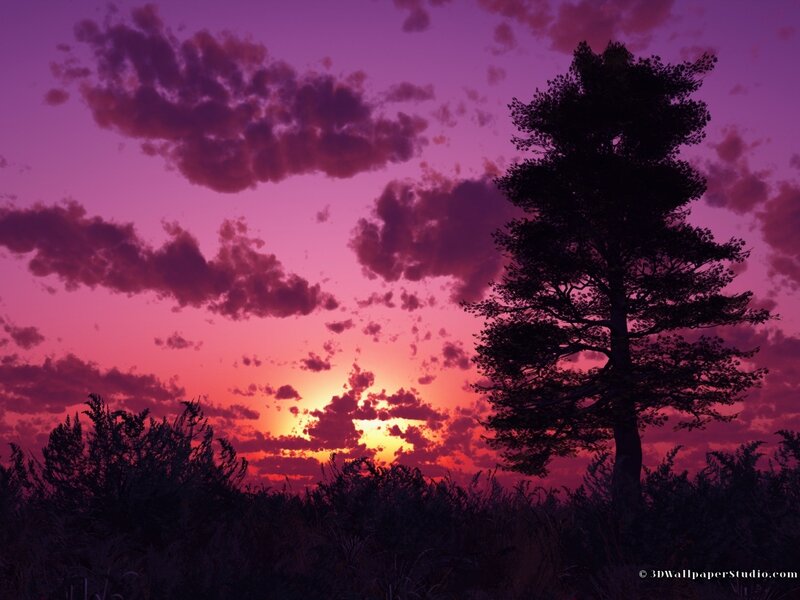 Silhouetted Tree at Sunset — Purple, Dramatic