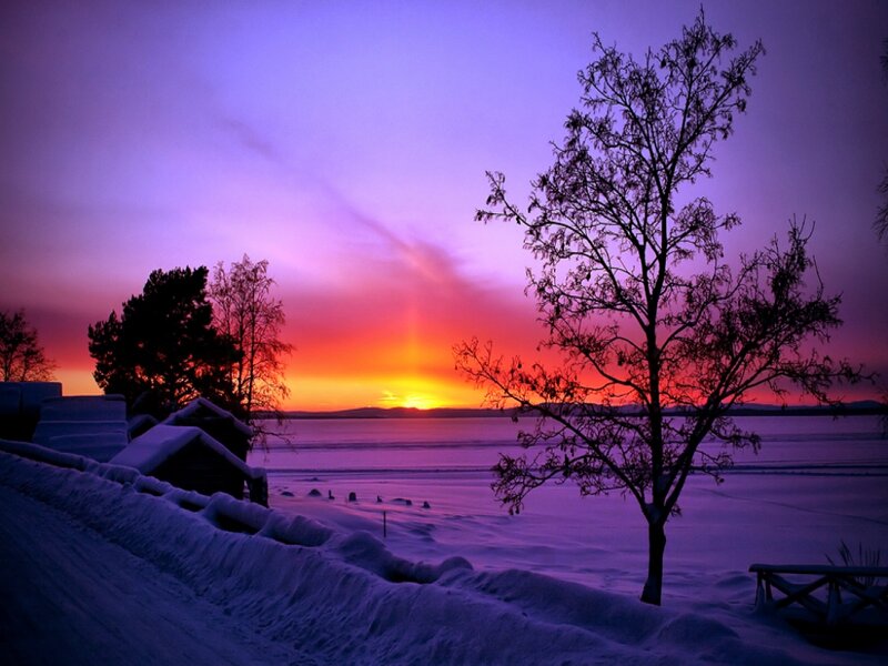 Silhouetted Tree at Sunset — Purple, Dramatic, Winter