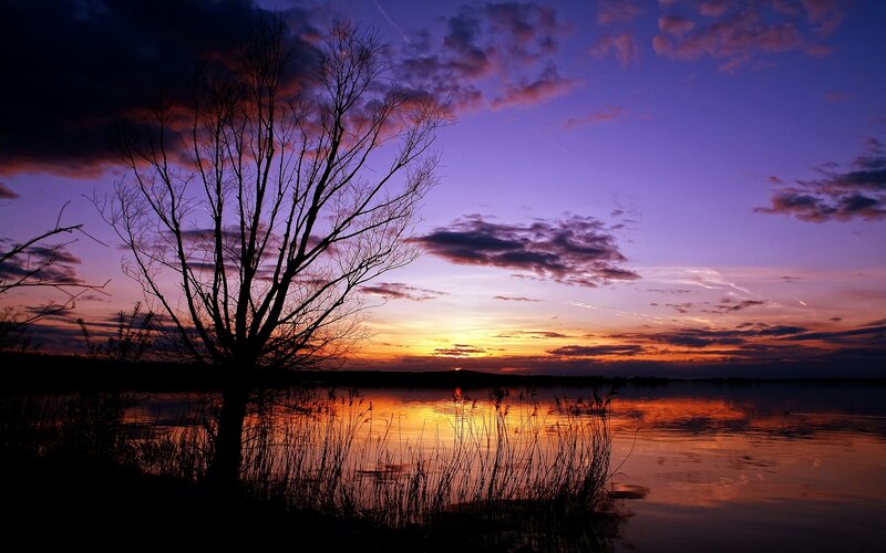 Silhouetted Tree at Sunset — Purple, Serene, Photograph, Lake, Sky