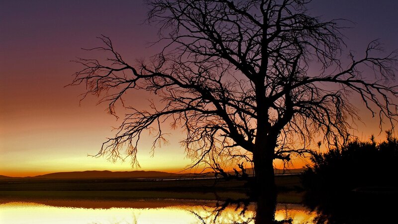 Silhouetted Tree at Sunset — Purple, Serene, Photograph, Sky