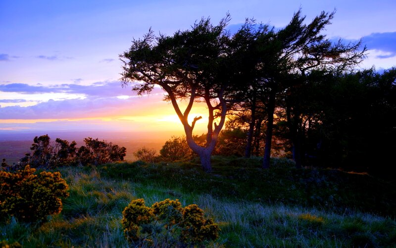 Silhouetted Tree at Sunset — Purple, Serene, Photograph