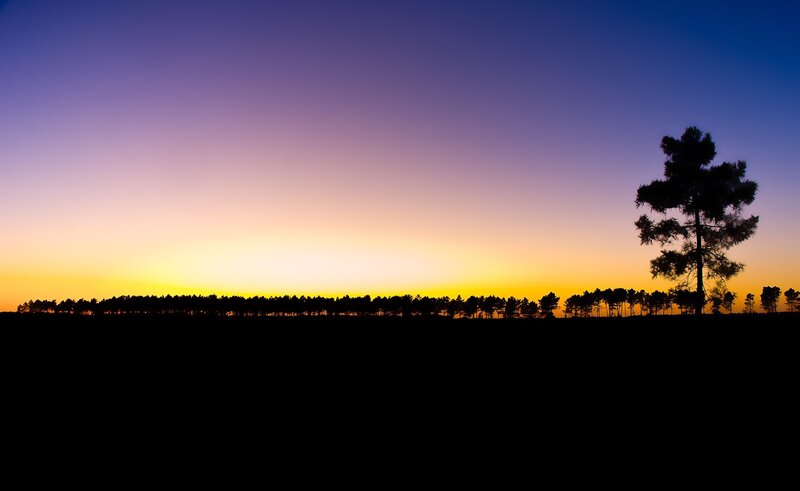 Silhouetted Tree at Sunset — Purple, Serene, Photograph, Trees