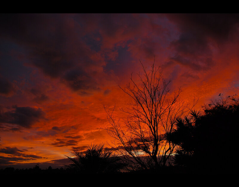 Silhouetted Tree at Sunset — Red, Dramatic, Photograph, Clouds