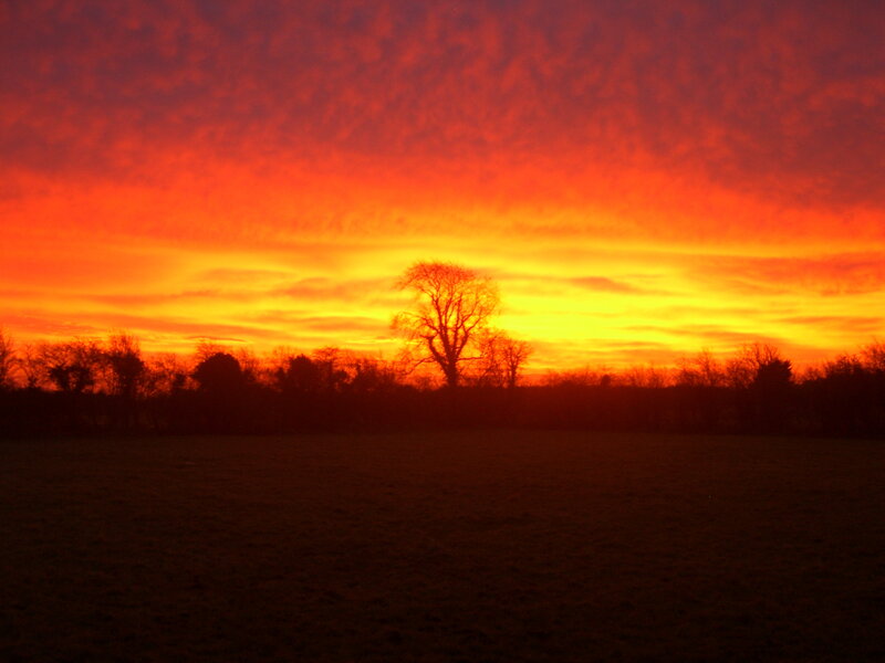 Silhouetted Tree at Sunset — Red, Dramatic, Photograph, Field