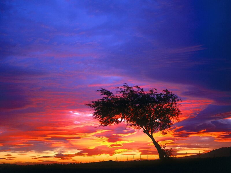 Silhouetted Tree at Sunset — Red, Dramatic, Photograph, Sky, Clouds, Mountain