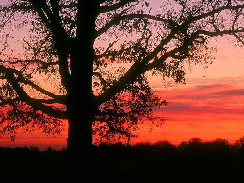 Silhouetted Tree at Sunset — Red, Dramatic, Photograph, Sky, Clouds