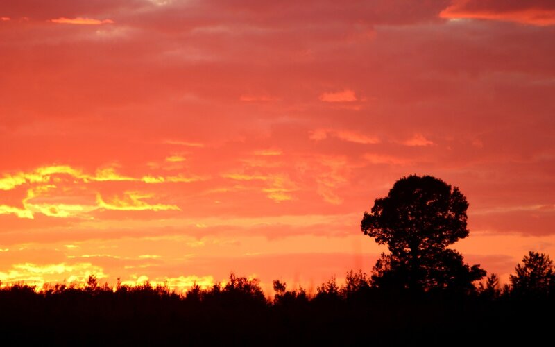 Silhouetted Tree at Sunset — Red, Dramatic, Photograph, Sky, Clouds, Trees, Orange, Black