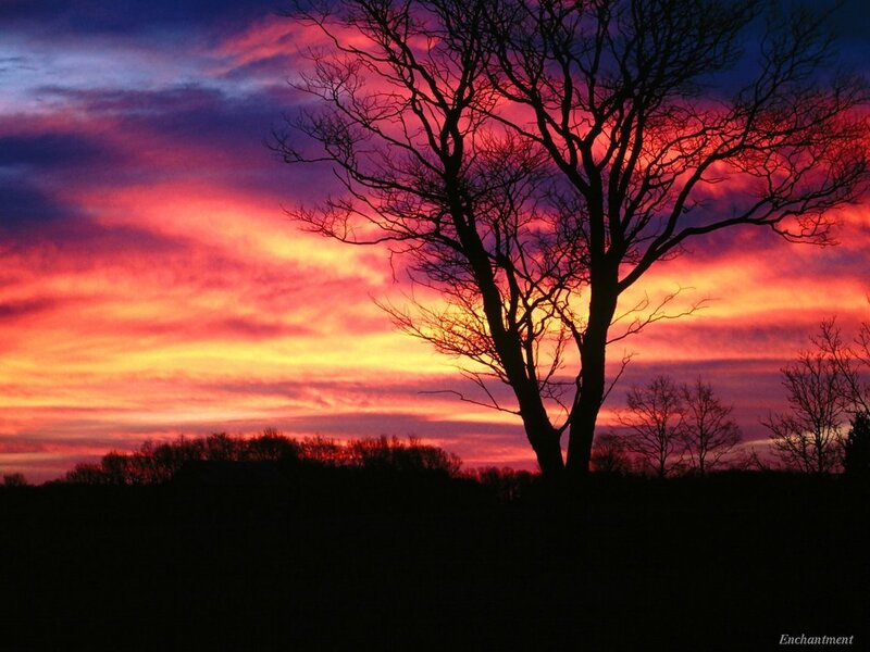 Silhouetted Tree at Sunset — Red, Dramatic, Photograph, Sky, Clouds, Trees, Orange, Purple