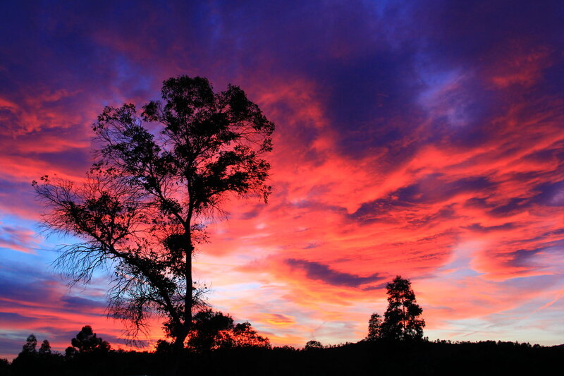 Silhouetted Tree at Sunset — Red, Dramatic, Photograph, Sky, Clouds, Trees
