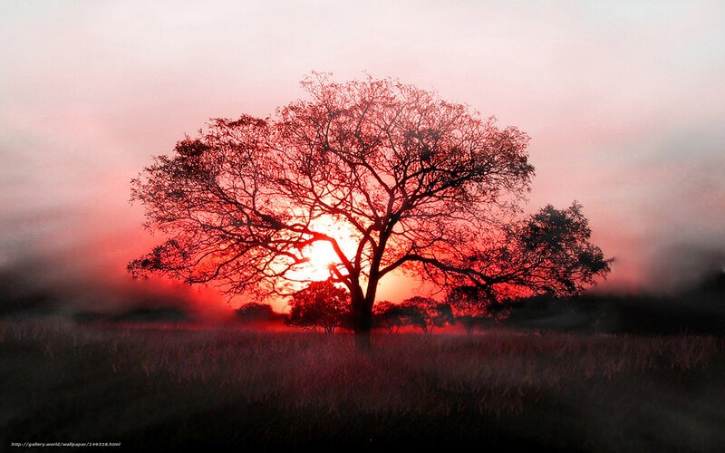 Silhouetted Tree at Sunset — Red, Dramatic, Photograph, Sky, Field