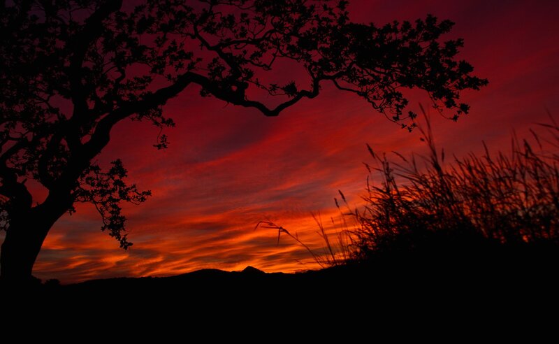 Silhouetted Tree at Sunset — Red, Dramatic, Photograph, Sky, Mountains