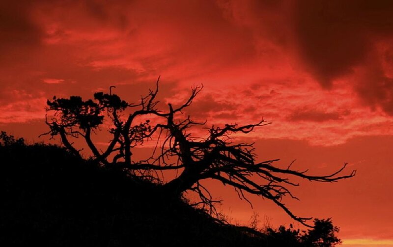 Silhouetted Tree at Sunset — Red, Dramatic, Photograph, Sky