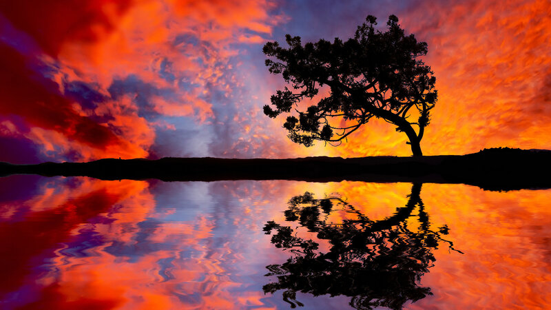Silhouetted Tree at Sunset — Red, Dramatic, Photograph, Sky, Water
