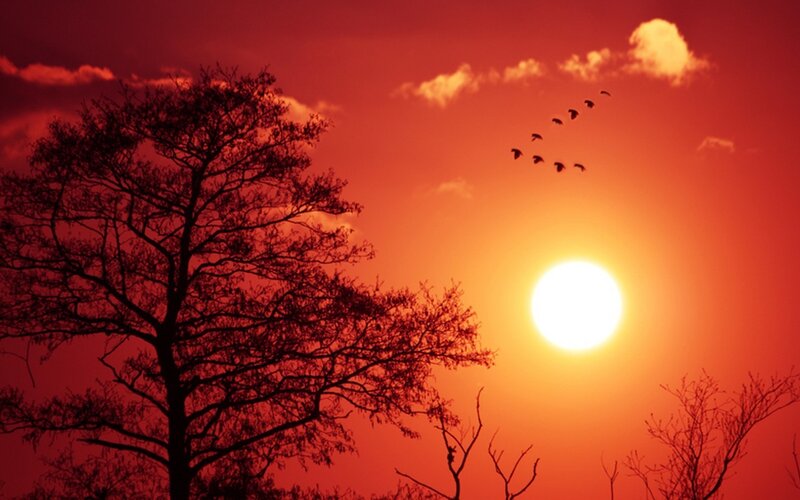 Silhouetted Tree at Sunset — Red, Dramatic, Photograph, Sun, Birds
