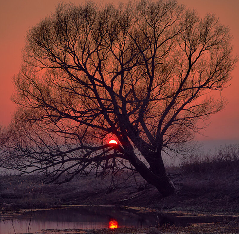 Silhouetted Tree at Sunset — Red, Dramatic, Photograph, Sun, River