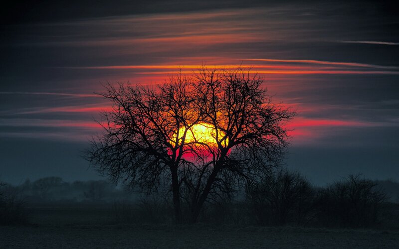 Silhouetted Tree at Sunset — Red, Dramatic, Photograph, Sun, Sky