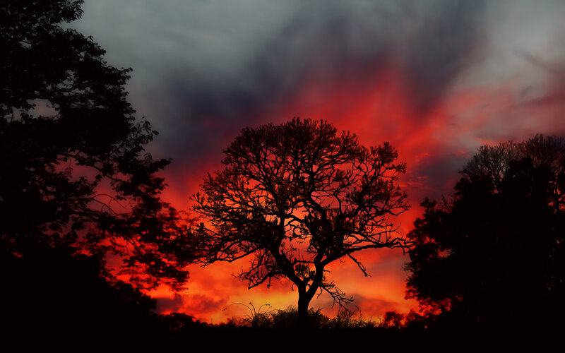 Silhouetted Tree at Sunset — Red, Dramatic, Photograph, Trees